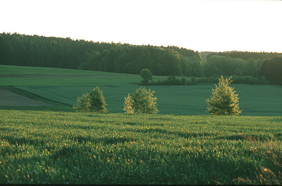 Hohn am Berg  Steigerwald