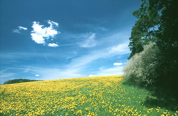 Hohn am Berg  Steigerwald